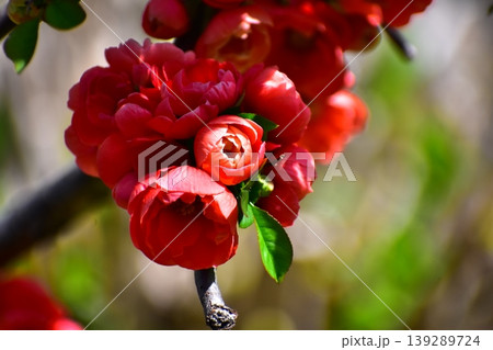 木瓜の花 木瓜の花 139289724