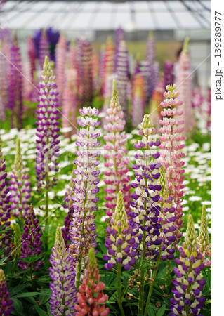Beautiful colorful Lupine flowers blooming in a lush garden during spring season 139289777