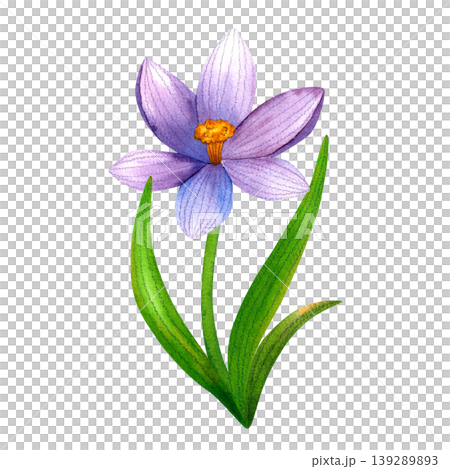 Bright purple crocus, isolated watercolor illustration. Hand drawn green plants. Colorful fresh blue flowers for packaging, cards, invitations, weddings. 139289893