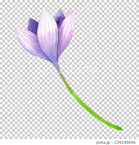 Purple crocus bud with a stem, isolated watercolor illustration. Delicate hand drawn plants. Bright illustration with fresh blue flowers for packaging, cards, invitations, and weddings. Purple crocus bud with a stem, isolated watercolor illustration. Delicate hand drawn plants. Bright illustration with fresh blue flowers for packaging, cards, invitations, and weddings. 139289898