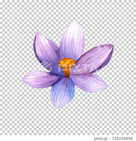 Purple crocus bud, isolated watercolor illustration. Delicate hand drawn plants. Bright illustration with fresh blue flowers for packaging, cards, invitations, and weddings. Purple crocus bud, isolated watercolor illustration. Delicate hand drawn plants. Bright illustration with fresh blue flowers for packaging, cards, invitations, and weddings. 139289899