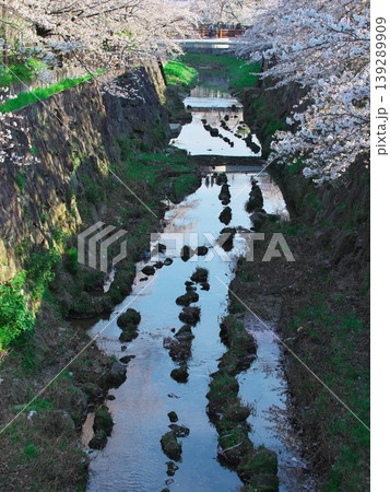 桜満開の山崎川 桜満開の山崎川 139289909