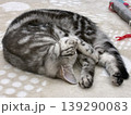 昼寝するアメリカンショートヘアの子猫 139290083