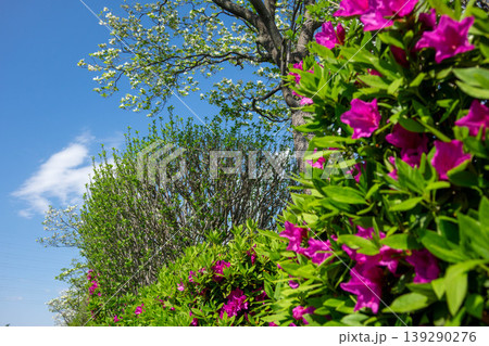 街角を彩るツツジと黄色いモッコウバラの花 東京都町田市 139290276