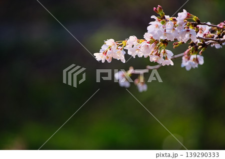 お花見したい気持ち 139290333