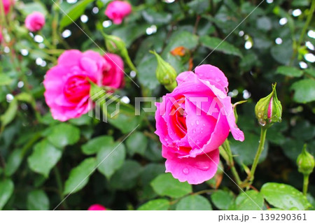 雫に彩られる雨上がりの満開の薔薇 139290361
