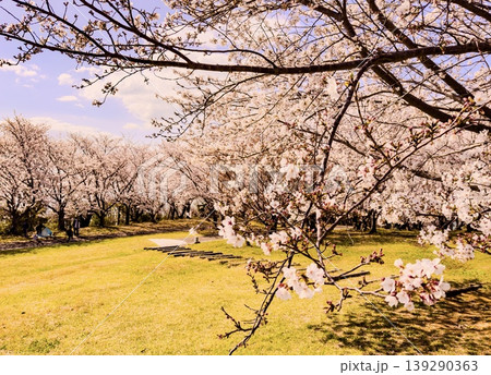 満開の桜と青空広がる春の公園 満開の桜と青空広がる春の公園 139290363