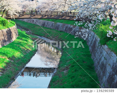 桜満開の山崎川と木橋の鼎小橋 桜満開の山崎川と木橋の鼎小橋 139290389