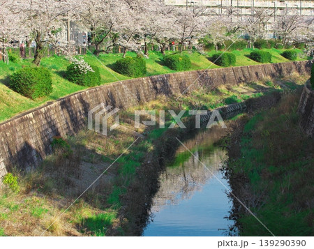 桜満開の山崎川 桜満開の山崎川 139290390