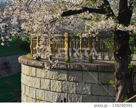 桜満開の山崎川 139290391