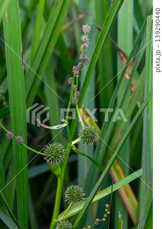 Branched hedgehog Sparganium erectum - flowering plant in the garden pond of a natural garden Branched hedgehog Sparganium erectum - flowering plant in the garden pond of a natural garden 139290440