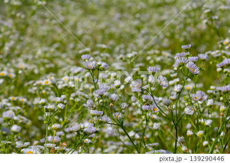Erigeron annuus known as annual fleabane, daisy fleabane, or eastern daisy fleabane Erigeron annuus known as annual fleabane, daisy fleabane, or eastern daisy fleabane 139290446
