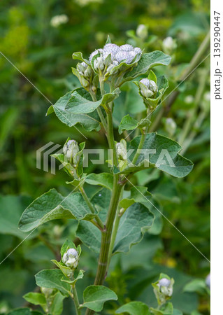 Arctium tomentosum, commonly known as the woolly burdock is a species of burdock belonging to the family Asteraceae Arctium tomentosum, commonly known as the woolly burdock is a species of burdock belonging to the family Asteraceae 139290447