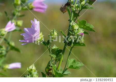 Close-up of beautiful flowers in the sun in spring. Malva common. Malva sylvestris. Common mallow 139290451