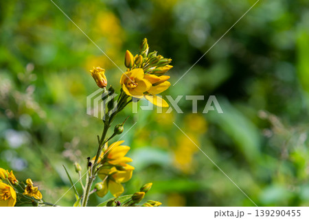 Lysimachia vulgaris flower, the garden loosestrife, yellow loosestrife, or garden yellow loosestrife, blooming in summer Lysimachia vulgaris flower, the garden loosestrife, yellow loosestrife, or garden yellow loosestrife, blooming in summer 139290455