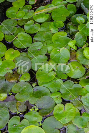 Hydrocharis morsus-ranae, frogbit, is a flowering plant belonging to the genus Hydrocharis in the family Hydrocharitaceae. It is a small floating plant resembling a small water lily 139290470