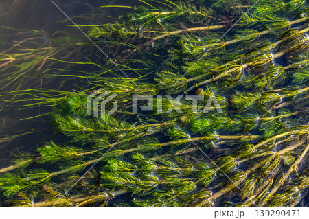 Ceratophyllum demersum aquatic plant in a stream 139290471