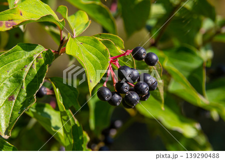Cornus sanguinea is a perennial plant of the sod family. A tall shrub with small flowers and black inedible berries. Turf-well is grown as an ornamental plant 139290488