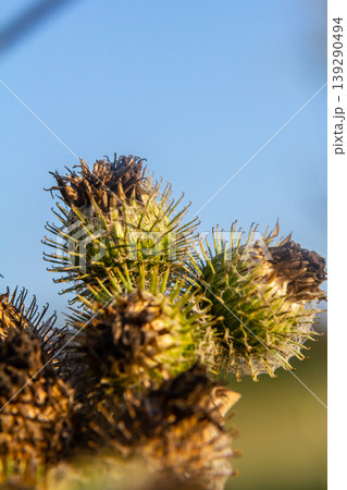 fresh leaves and purple flowers of Arctium lappa plant 139290494