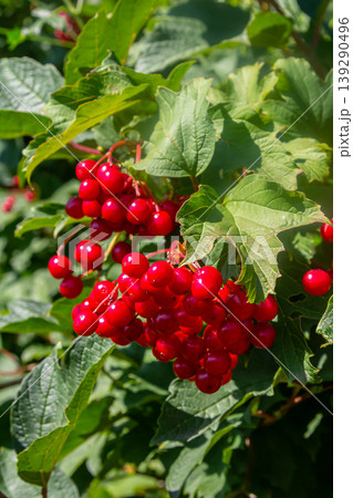 Viburnum ordinary , or Viburnum red Viburnum opulus is a deciduous woody plant in autumn Viburnum ordinary , or Viburnum red Viburnum opulus is a deciduous woody plant in autumn 139290496