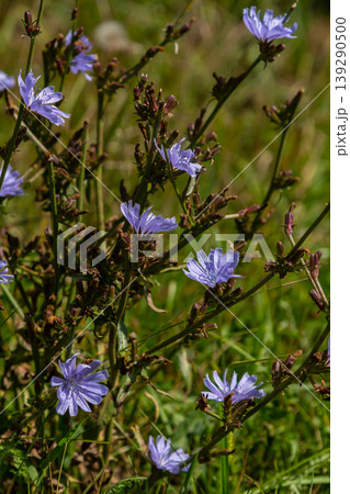 Beautiful chicory flowers grow on stems in the wild. Field of wild herbal plants. Green blurred natural background Beautiful chicory flowers grow on stems in the wild. Field of wild herbal plants. Green blurred natural background 139290500