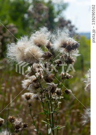 Centaurea scabiosa subsp. apiculata, Centaurea apiculata, Compositae. Wild plant shot in summer Centaurea scabiosa subsp. apiculata, Centaurea apiculata, Compositae. Wild plant shot in summer 139290502