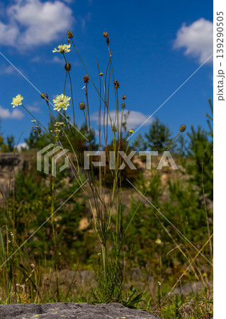 Cream scabious pincushion, Scabiosa ochroleuca, in flower Cream scabious pincushion, Scabiosa ochroleuca, in flower 139290505