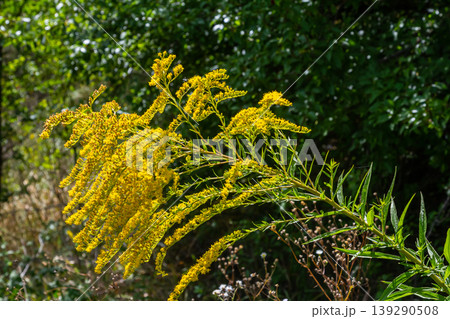 Canadian goldenrod, cluster of small yellow flower heads, close up. Solidago canadensis or brendiae is an ornamental perennial herb, herbaceous flowering plant of the family Asteraceae, Compositae Canadian goldenrod, cluster of small yellow flower heads, close up. Solidago canadensis or brendiae is an ornamental perennial herb, herbaceous flowering plant of the family Asteraceae, Compositae 139290508