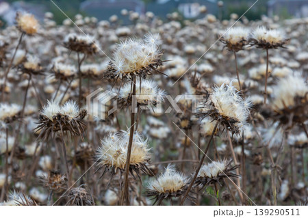 Milk thistle seed head - Latin name - Silybum marianum Milk thistle seed head - Latin name - Silybum marianum 139290511