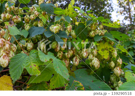 Hops flowers, of the hop plant Humulus lupulus, for beer production growing in the Bavaria by the Danube river on a sunny day Hops flowers, of the hop plant Humulus lupulus, for beer production growing in the Bavaria by the Danube river on a sunny day 139290518