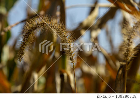 Setaria pumila in autumn in a wild field Setaria pumila in autumn in a wild field 139290519