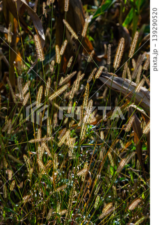 Setaria pumila in autumn in a wild field Setaria pumila in autumn in a wild field 139290520