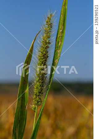 Setaria pumila in autumn in a wild field Setaria pumila in autumn in a wild field 139290521