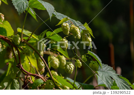 Hops flowers, of the hop plant Humulus lupulus, for beer production growing in the Bavaria by the Danube river on a sunny day Hops flowers, of the hop plant Humulus lupulus, for beer production growing in the Bavaria by the Danube river on a sunny day 139290522