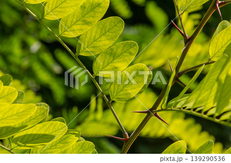 Close up of a Brown Robinia pseudoacacia Branches against a bright nature background Close up of a Brown Robinia pseudoacacia Branches against a bright nature background 139290536
