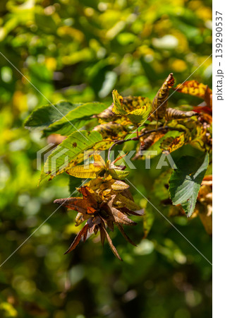 Branch of a hornbeam Carpinus betulus with drooping inflorescence and leaves in autumn, selected focus, narrow depth of field, copy space in the blurry background Branch of a hornbeam Carpinus betulus with drooping inflorescence and leaves in autumn, selected focus, narrow depth of field, copy space in the blurry background 139290537