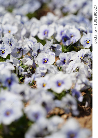 Field of soft light purple pansy flowers blooming with selective focus background Field of soft light purple pansy flowers blooming with selective focus background 139290627