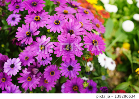 Vibrant purple African daisy flowers blooming in a lush summer garden 139290634
