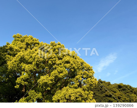 晴天の青空に映える緑豊かな大木とかすかに見える月 139290866