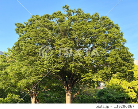 都市公園に立つ青空を背景にした堂々たる大木 都市公園に立つ青空を背景にした堂々たる大木 139290867