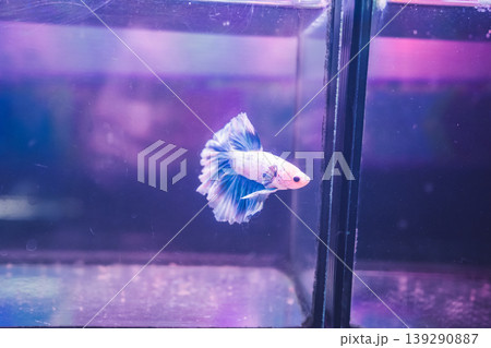 animal and pet concept with Siamese fighting fish in fish tank at pet shop animal and pet concept with Siamese fighting fish in fish tank at pet shop 139290887