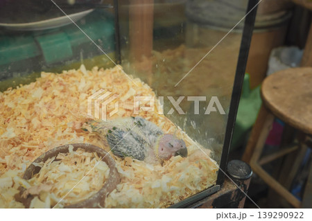 animal and pet concept with bird in cage at pet shop animal and pet concept with bird in cage at pet shop 139290922