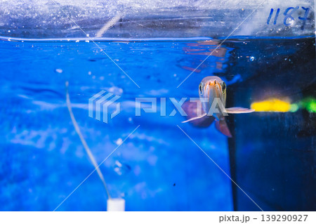 animal and pet concept with arowana in fish tank at pet shop animal and pet concept with arowana in fish tank at pet shop 139290927