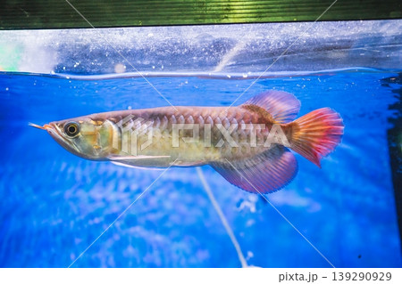animal and pet concept with arowana in fish tank at pet shop animal and pet concept with arowana in fish tank at pet shop 139290929