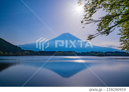 (静岡県)田貫湖・新緑の湖畔から眺める富士山 (静岡県)田貫湖・新緑の湖畔から眺める富士山 139290959