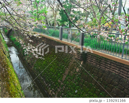 名古屋市天白区 花弁が散り始めた郷下川の桜 名古屋市天白区 花弁が散り始めた郷下川の桜 139291166