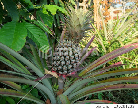 Young pineapple fruit on tree plant with natural green background, Tasty tropical fruit on the farmland 139291235