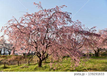 青空に映える満開のしだれ桜 139291633