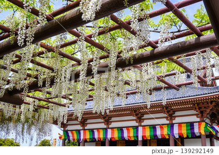 東京都 足立区 西新井大師 境内の藤棚 白藤(しらふじ) 東京都 足立区 西新井大師 境内の藤棚 白藤(しらふじ) 139292149