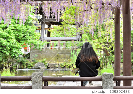 みごとに咲いた藤棚の花の下に座る女性 139292488